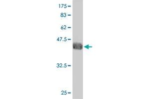 Western Blot detection against Immunogen (36. (GTF2A1L antibody  (AA 251-348))