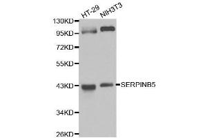 Western blot analysis of extracts of various cell lines, using SERPINB5 antibody. (SERPINB5 antibody  (AA 21-189))