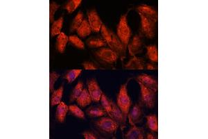 Immunofluorescence (IF) image for anti-Activating Transcription Factor 5 (ATF5) antibody (ABIN7265407)