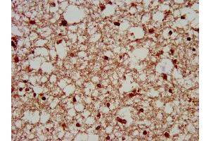IHC image of ABIN7169333 diluted at 1:200 and staining in paraffin-embedded human brain tissue performed on a Leica BondTM system. (SERPINB12 antibody  (AA 1-300))