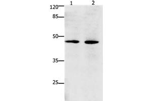 Western Blot analysis of Hepg2 and Hela cell using Dap3 Polyclonal Antibody at dilution of 1:900 (DAP3 antibody)