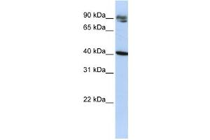 Western Blotting (WB) image for anti-Kelch Domain Containing 8A (KLHDC8A) antibody (ABIN2458537) (KLHDC8A antibody)