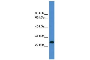 WB Suggested Anti-CD27 Antibody Titration: 0.
