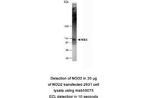 Image no. 1 for anti-Nucleotide-Binding Oligomerization Domain Containing 2 (NOD2) (AA 28-301) antibody (ABIN363229) (NOD2 antibody  (AA 28-301))