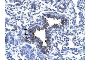 Image no. 1 for anti-Kinesin Family Member 5A (KIF5A) (AA 657-706) antibody (ABIN6736278) (KIF5A antibody  (AA 657-706))