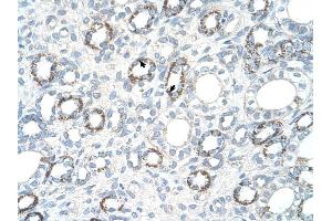 COX4I1 antibody was used for immunohistochemistry at a concentration of 2.