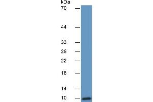 Mouse Capture antibody from the kit in WB with Positive Control:  Human A549 cell lysate. (CXCL5 ELISA Kit)
