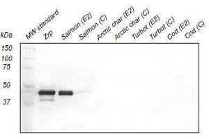 Western Blotting (WB) image for anti-Zona Radiata Protein antibody (ABIN108741) (Zona Radiata Protein antibody)