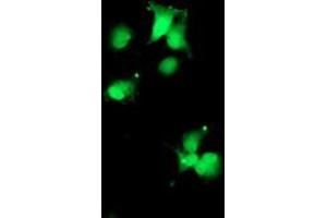 Anti-SDS mouse monoclonal antibody (ABIN2455364) immunofluorescent staining of COS7 cells transiently transfected by pCMV6-ENTRY SDS (RC217814). (serine Dehydratase antibody)