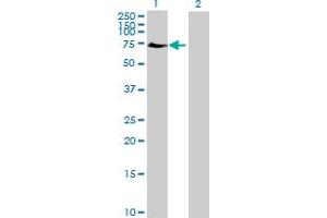 Western Blot analysis of ELF2 expression in transfected 293T cell line by ELF2 MaxPab polyclonal antibody.