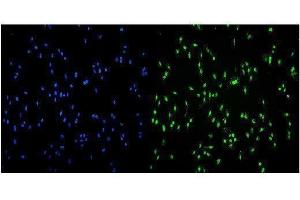 IF analysis of Transketolase/TKT using anti-Transketolase/TKT antibody (ABIN7598959). (TKT antibody  (AA 1-116))