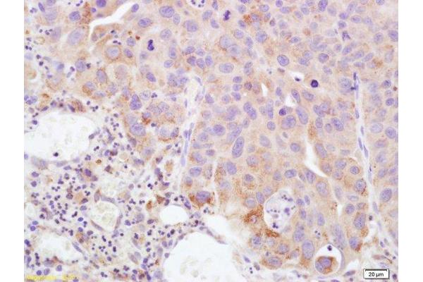 Prostaglandin E Synthase antibody  (AA 85-152)