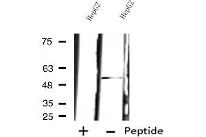 Western blot analysis of extracts from HepG2 cells, using PSMD12 antibody. (PSMD12 antibody  (Internal Region))