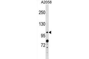 ANO4 Antibody (N-term) (ABIN1881059 and ABIN2839046) western blot analysis in  cell line lysates (35 μg/lane). (Anoctamin 4 antibody  (N-Term))