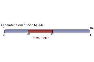 Image no. 1 for anti-Nuclear Factor of Activated T-Cells, Cytoplasmic, Calcineurin-Dependent 1 (NFATC1) antibody (ABIN967559) (NFATC1 antibody)