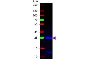 Western blot of Fluorescein conjugated Goat F(ab’)2 Anti-Human IgG F(ab’)2 Pre-Adsorbed secondary antibody. (Goat anti-Human IgG (F(ab')2 Region) Antibody (FITC) - Preadsorbed)