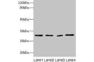 Western blot All lanes: Mmp7 antibody at 2 μg/mL Lane 1: Colo320 whole cell lysaye Lane 2: NIH/3T3 whole cell lysaye Lane 3: Mouse lung tissue Lane 4: HepG2 whole cell lysate Secondary Goat polyclonal to rabbit IgG at 1/10000 dilution Predicted band size: 30 kDa Observed band size: 30 kDa (MMP7 antibody  (AA 98-267))