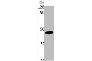 Western Blot analysis of various cells using hnRNP F Polyclonal Antibody (HNRNPF antibody  (N-Term))