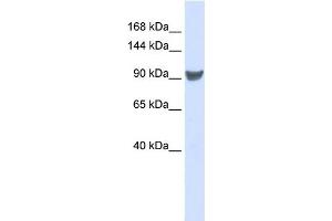 WB Suggested Anti-XPO1 Antibody Titration:  0. (XPO1 antibody  (Middle Region))