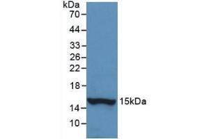 Detection of Recombinant HTN1,Human using Monoclonal Antibody to Histatin 1 (HTN1) (HTN1 antibody  (AA 20-57))