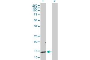 Western Blot analysis of REG3A expression in transfected 293T cell line by REG3A MaxPab polyclonal antibody.