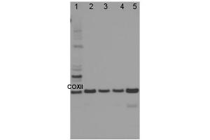 Image no. 1 for anti-Cytochrome Oxidase Subunit II (COXII) antibody (ABIN334535) (COXII antibody)