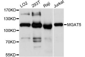 Western blot analysis of extracts of various cell lines, using MGAT5 antibody (ABIN4904364) at 1:1000 dilution.
