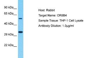 Host: Rabbit Target Name: OR8B4 Sample Type: THP-1 Whole Cell lysates Antibody Dilution: 1. (OR8B4 antibody  (C-Term))