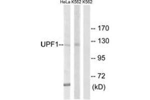 Western blot analysis of extracts from K562/HeLa cells, using UPF1 Antibody. (RENT1/UPF1 antibody  (AA 299-348))