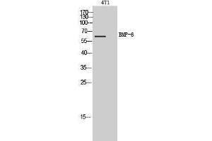 Western Blotting (WB) image for anti-Bone Morphogenetic Protein 6 (BMP6) (Internal Region) antibody (ABIN3179001) (BMP6 antibody  (Internal Region))