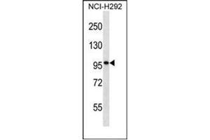 Western blot analysis of PTHD2 Antibody (N-term) in NCI-H292 cell line lysates (35ug/lane). (PTCHD2 antibody  (N-Term))