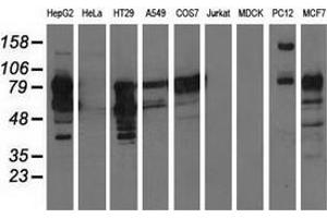 Western blot analysis of extracts (35 µg) from 9 different cell lines by using anti-PIK3AP1 monoclonal antibody. (PIK3AP1 antibody)