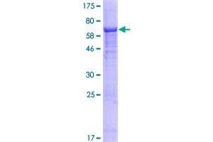 IFI44L Protein (AA 1-413) (GST tag)