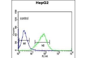 OR2H2 Antibody (C-term) (ABIN652976 and ABIN2842618) flow cytometric analysis of HepG2 cells (right histogram) compared to a negative control cell (left histogram). (OR2H2 antibody  (C-Term))