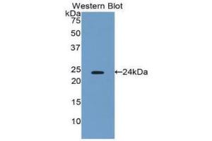 Western Blotting (WB) image for anti-Interferon, beta 1, Fibroblast (IFNB1) (AA 22-186) antibody (ABIN1859272) (IFNB1 antibody  (AA 22-186))