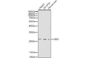 Western blot analysis of extracts of various cell lines, using OLR1 antibody (ABIN3015536, ABIN3015537, ABIN1681161, ABIN1681162 and ABIN6218722) at 1:500 dilution.