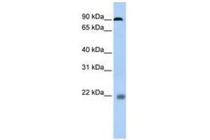 Image no. 1 for anti-Nuclear Factor of Activated T-Cells, Cytoplasmic, Calcineurin-Dependent 1 (NFATC1) (N-Term) antibody (ABIN6742798) (NFATC1 antibody  (N-Term))