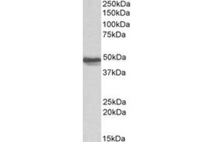 Image no. 1 for anti-Glial Fibrillary Acidic Protein (GFAP) (C-Term) antibody (ABIN374749) (GFAP antibody  (C-Term))
