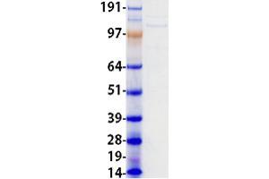 Validation with Western Blot (EMILIN2 Protein (Myc-DYKDDDDK Tag))