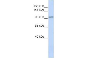 PAM antibody used at 1 ug/ml to detect target protein. (PAM antibody  (N-Term))