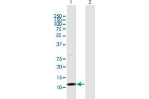 Western Blot analysis of TCL1B expression in transfected 293T cell line by TCL1B MaxPab polyclonal antibody. (TCL1B antibody  (AA 1-128))