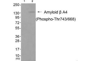 Western blot analysis of extracts from cos-7 cells (Lane 2), using Amyloid β A4 (Phospho-Thr743/668) Antibody. (APP antibody  (pThr743))