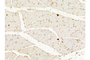 Caldesmon Mouse Monoclonal Antibody at 1/100 staining mouse muscle tissue by IHC-P.