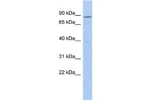 WB Suggested Anti-RPS6KA2 Antibody Titration: 0. (RPS6KA2 antibody  (Middle Region))
