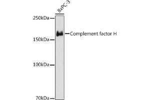Western blot analysis of extracts of BxPC-3 cells, using Complement factor H antibody (ABIN7266479) at 1:1000 dilution. (Complement Factor H antibody)