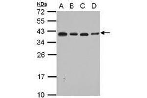 Image no. 2 for anti-Ribosomal Protein L6 (RPL6) (AA 7-223) antibody (ABIN1500745)