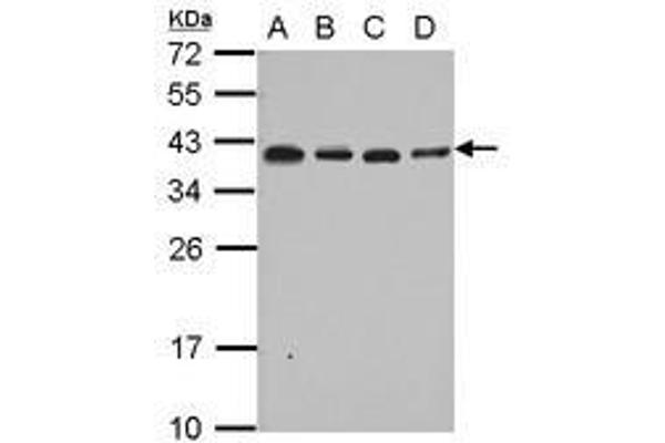 RPL6 Antikörper  (AA 7-223)