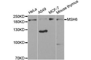 Western blot analysis of extracts of various cell lines, using MSH6 antibody.