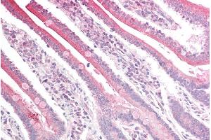 ABIN185237 (5µg/ml) staining of paraffin embedded Human Small Intestine. (RGS18 antibody  (C-Term))