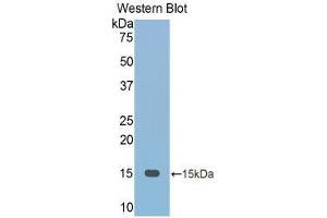 Western Blotting (WB) image for anti-Fetuin B (FETUB) (AA 152-261) antibody (ABIN1175110) (FETUB antibody  (AA 152-261))